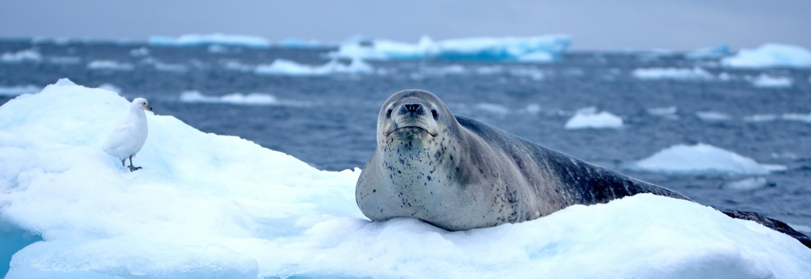 Antarctica Express Air Cruise Reverse | Magellan Discoverer