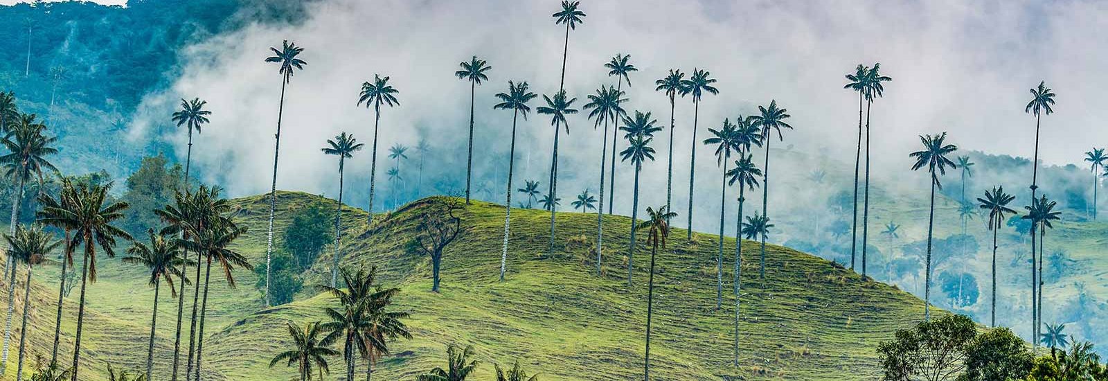 Cocora Valley Extension