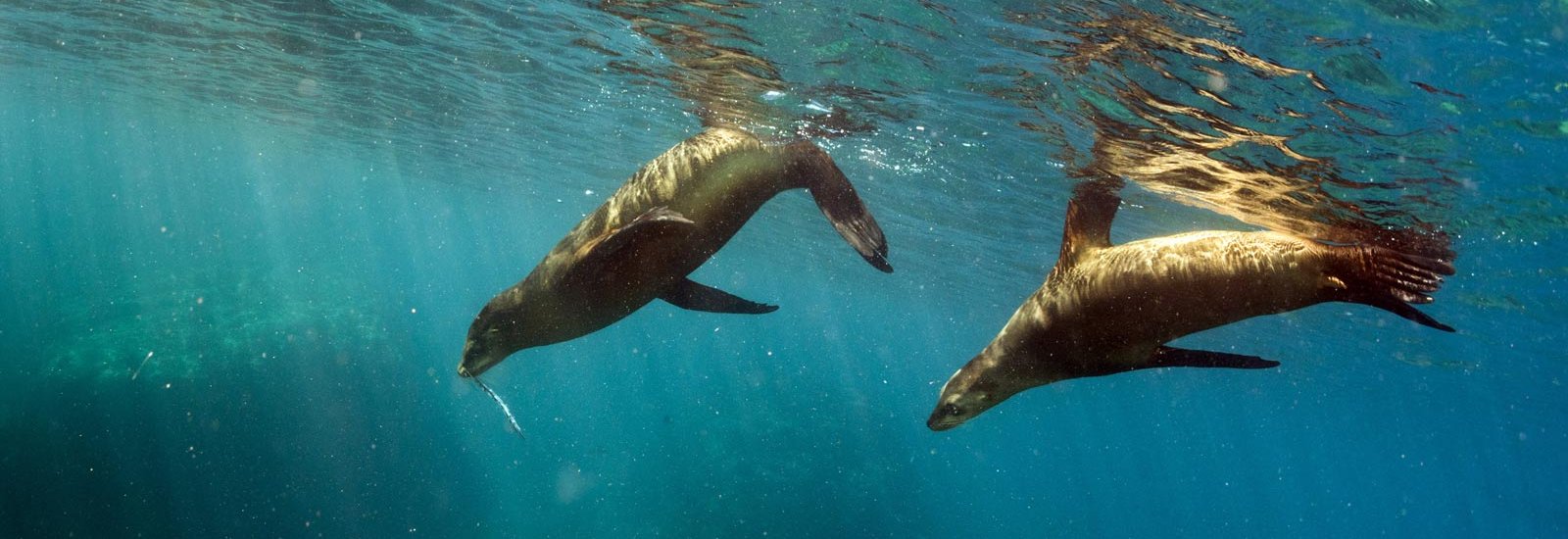 Central &amp; Eastern Islands (C) | Treasure