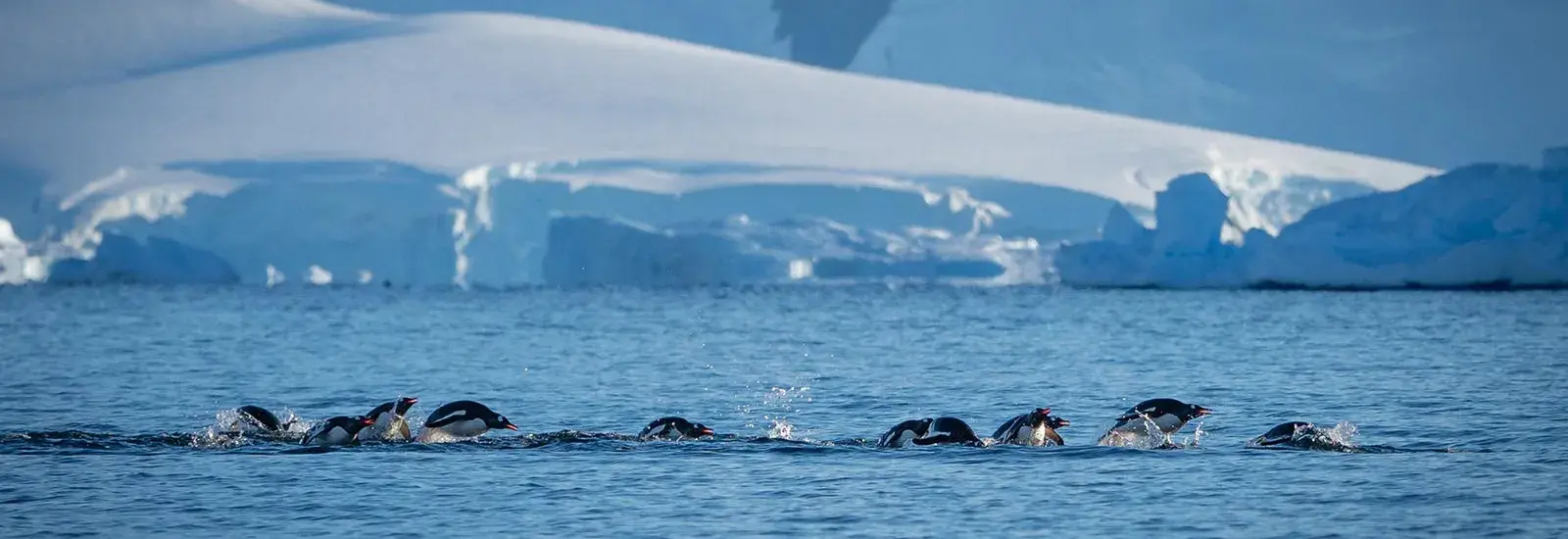 Celebrating New Years In Antarctica | Ocean Nova