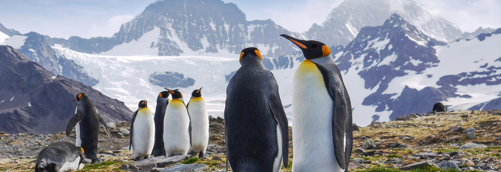 Ultimate Explorer: Falklands, South Georgia &amp; Antarctic Circle | Ocean Nova