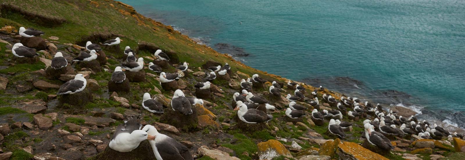 Great Austral Loop | Le Lyrial