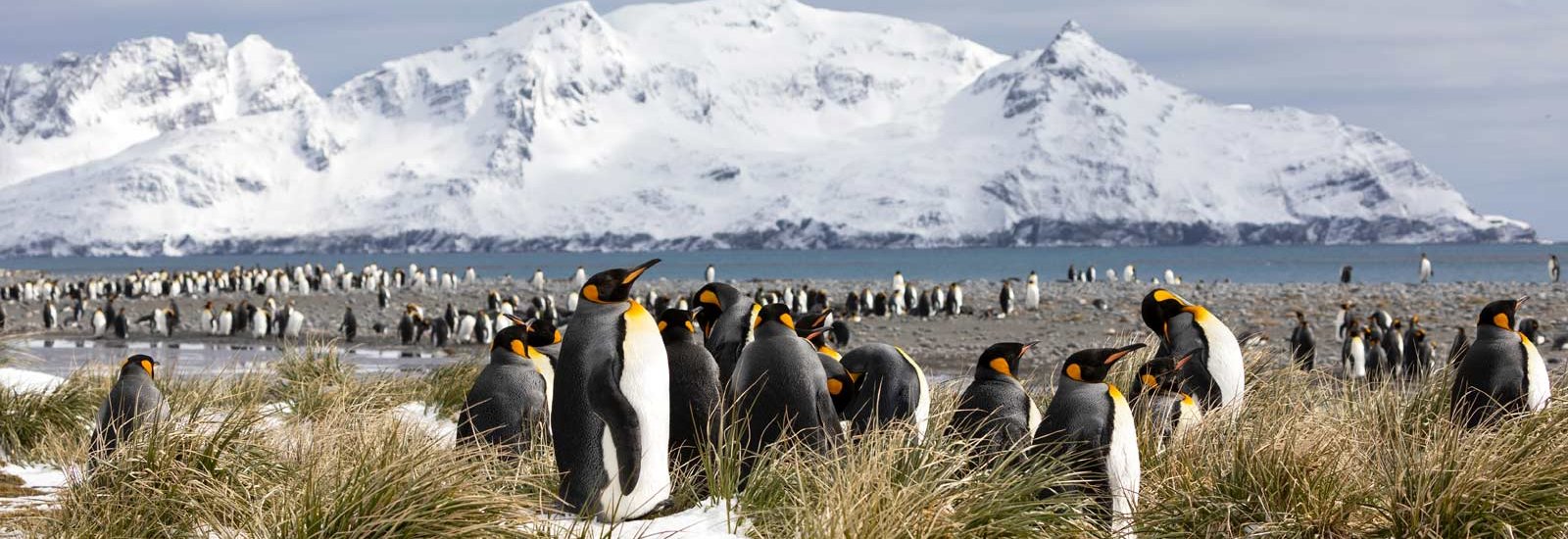 Journey to Austral Lands 20 Days 2026/27 | Le Boreal