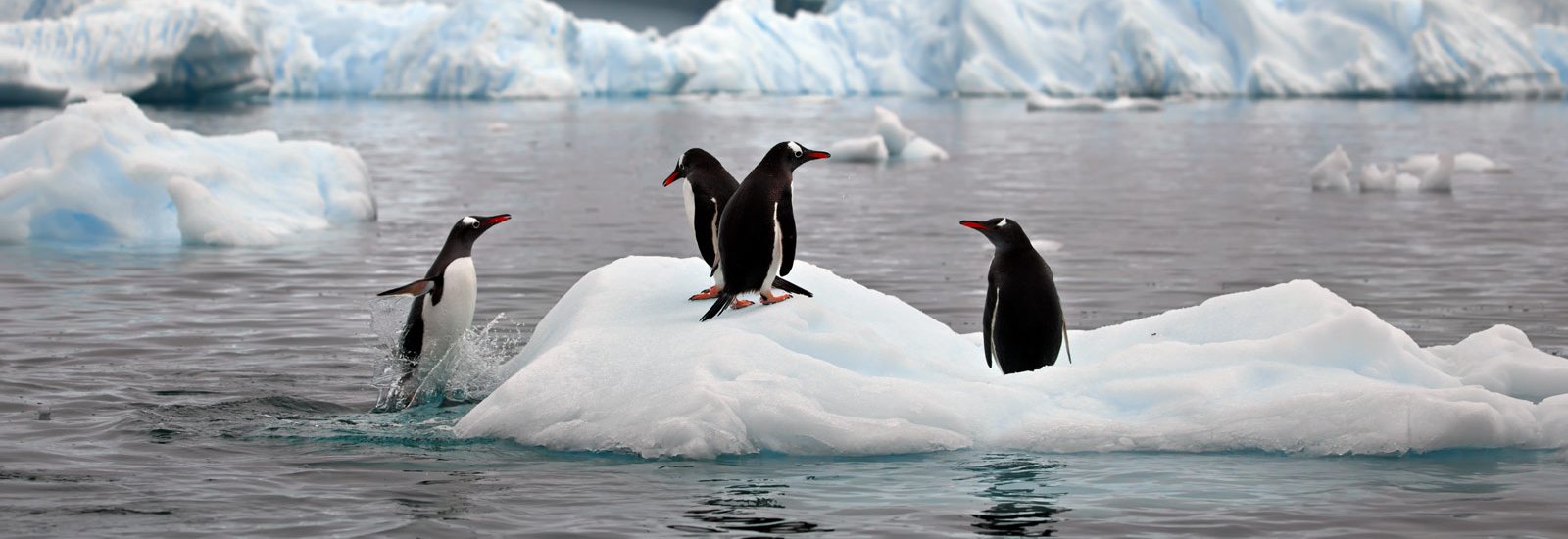 Antarctica Active: All Inclusive Activities | Sylvia Earle