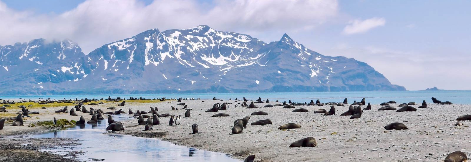Falklands, South Georgia &amp; Antarctica from Puerto Madryn | Hondius