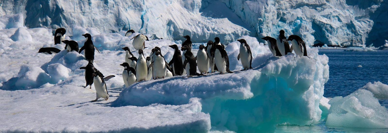 Penguins of the Far South: Falklands, South Georgia and Antarctica | Ocean Explorer