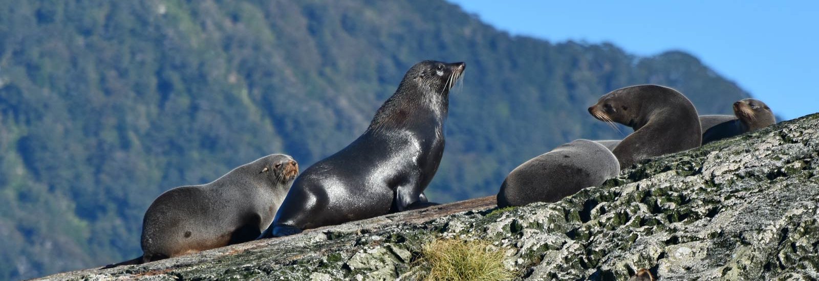 Beyond Fiordland | Heritage Adventurer