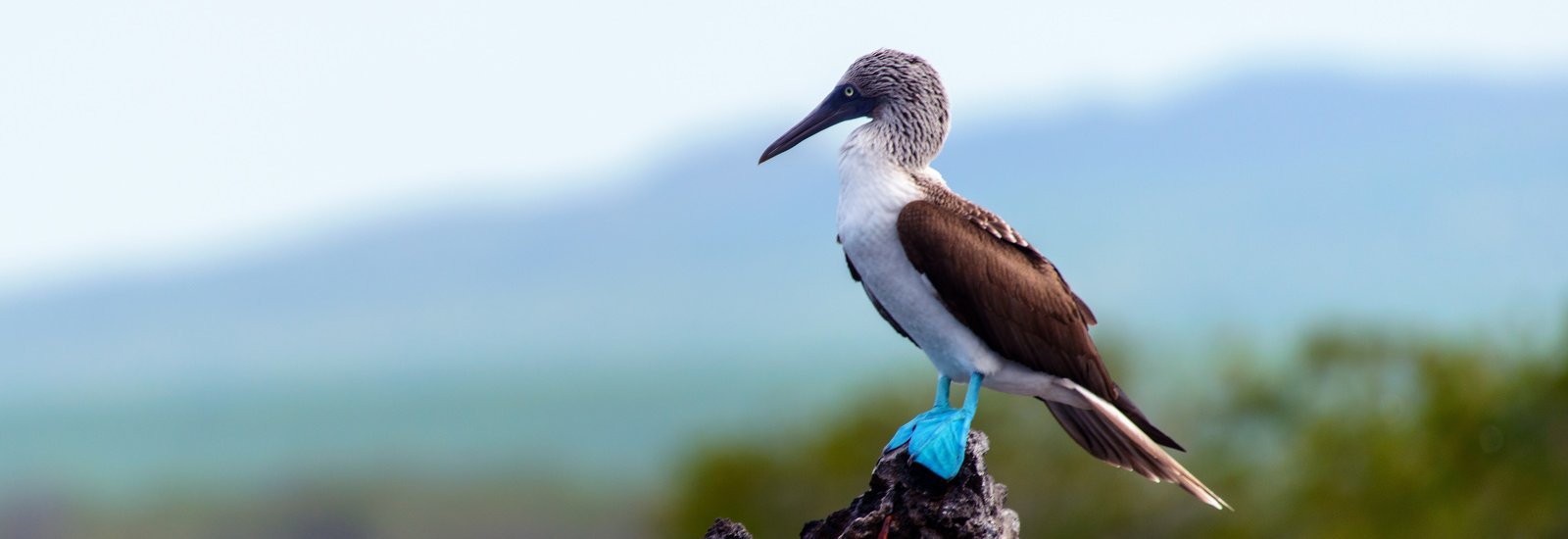 Galapagos 8 Day Cruise B (2026-2027) | Galaxy Yacht