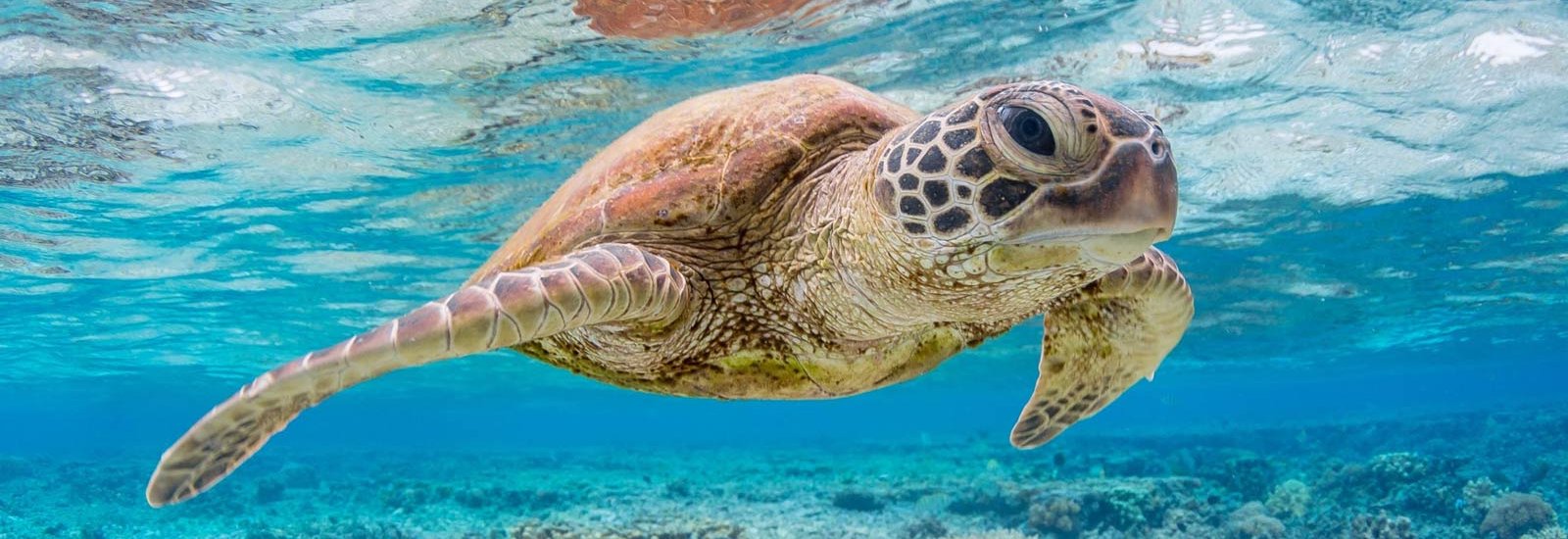 Galapagos 4 Day Cruise A (2026-2027) | Galaxy Yacht