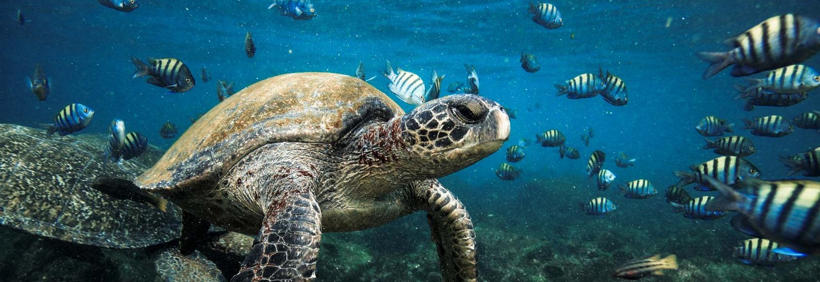 Southern Galapagos Islands | Monserrat