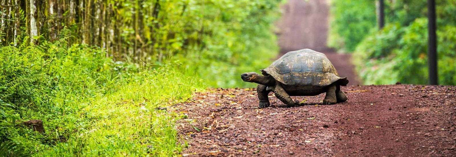 Galapagos Northern Islands Cruise | Elite