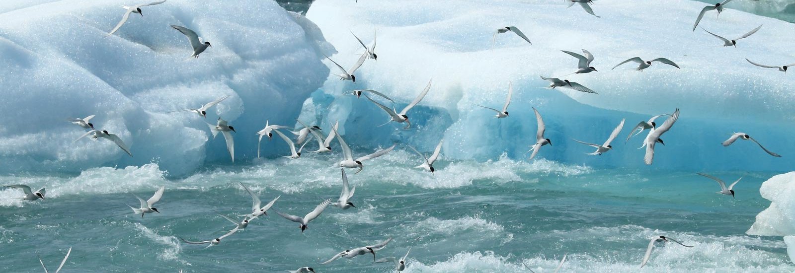 In the Ice of the Arctic: from Greenland to Svalbard | Le Commandant Charcot