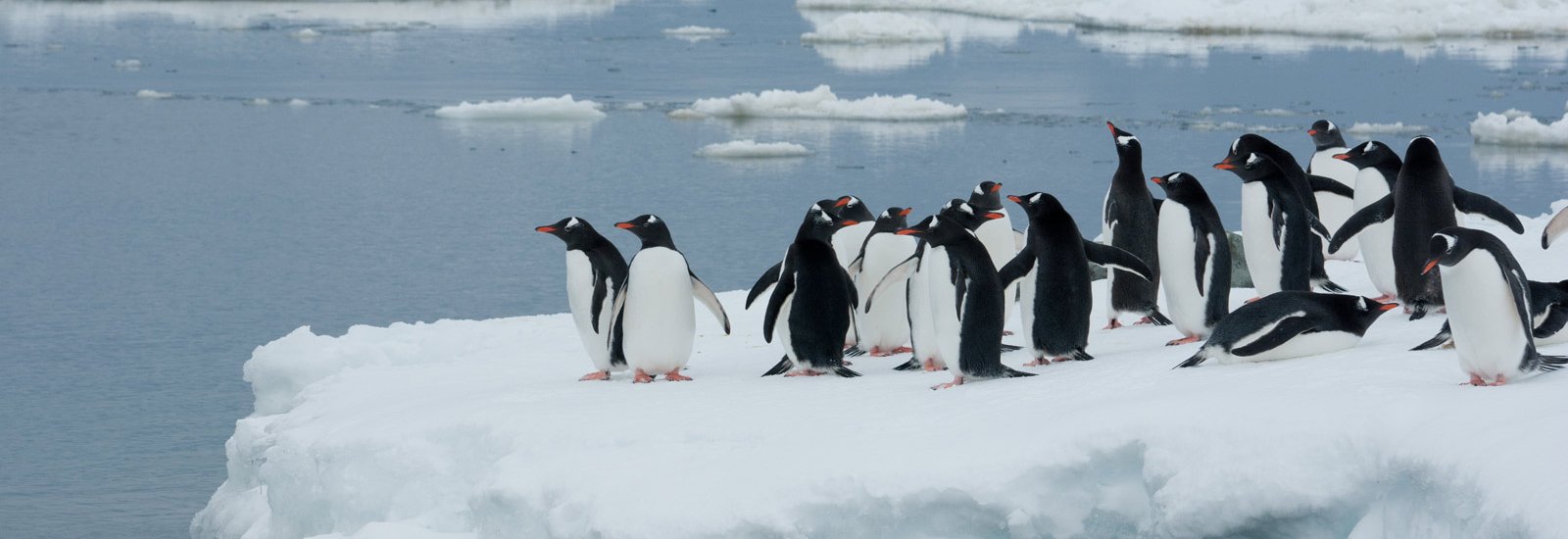 Antarctica Classic | MS Expedition