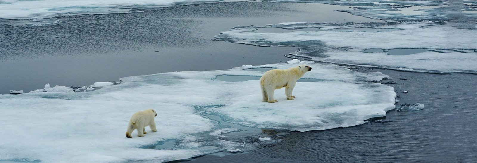Polar Bears in the Changing Arctic: New Scientist Discovery | Sylvia Earle