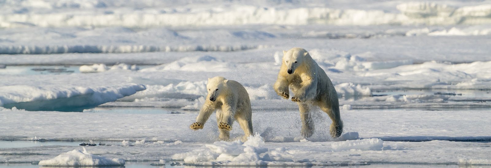 Realm of the Polar Bear in Depth | MS Expedition