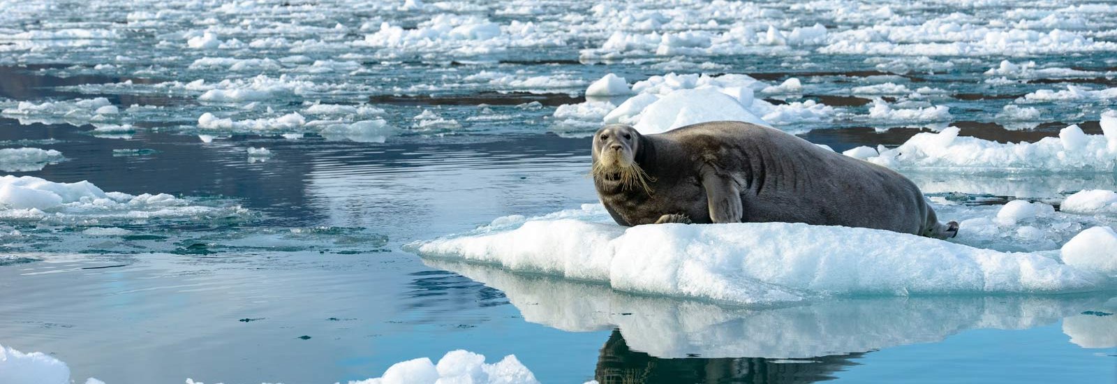 Svalbard to Iceland | Le Lyrial