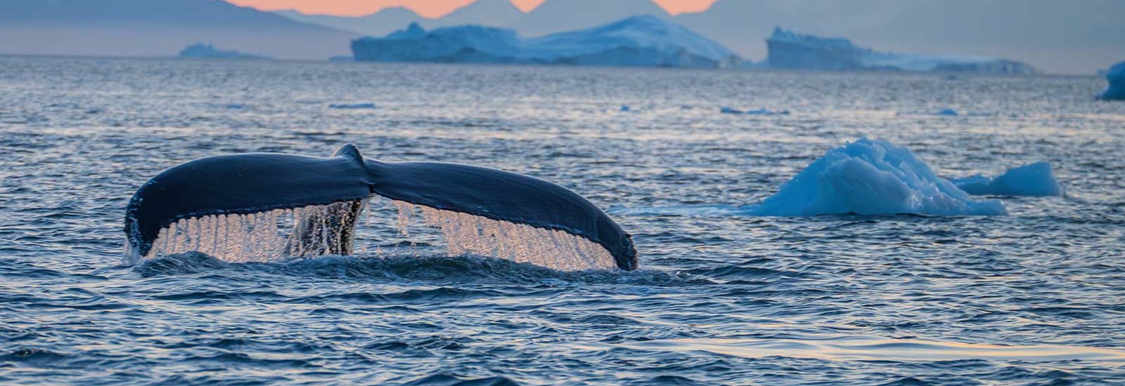 Arctic Spring | Le Commandant Charcot