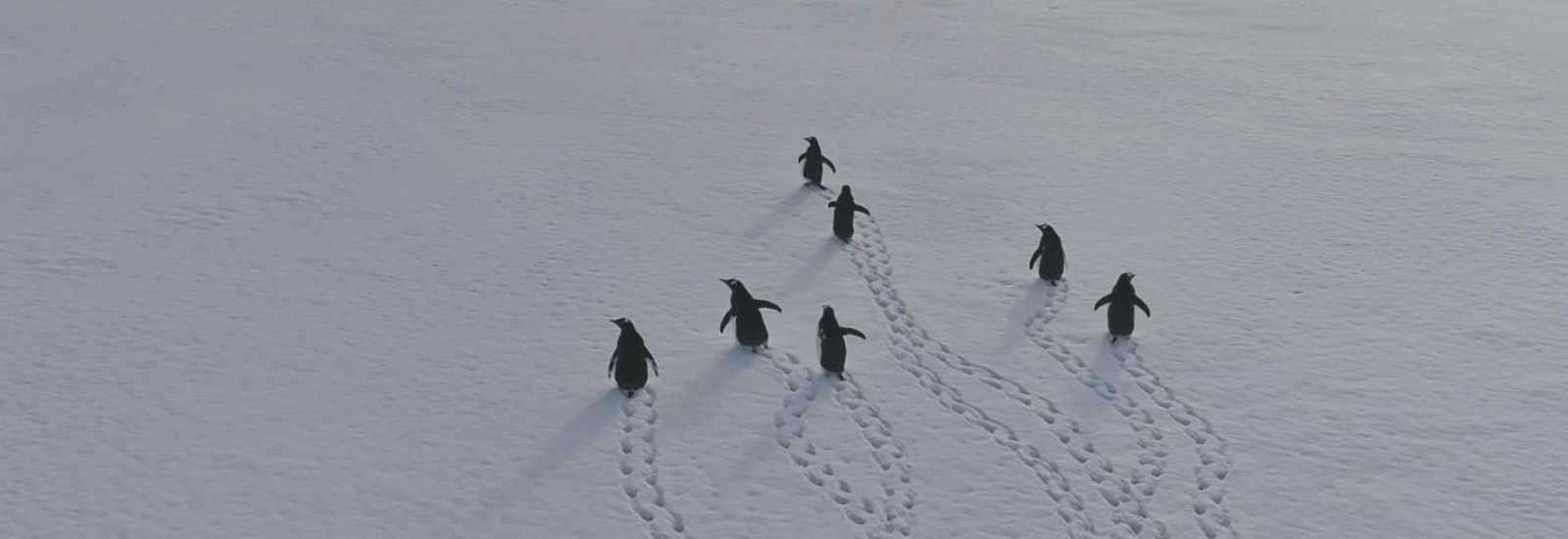 Antarctica_Soon_webBanner_blank