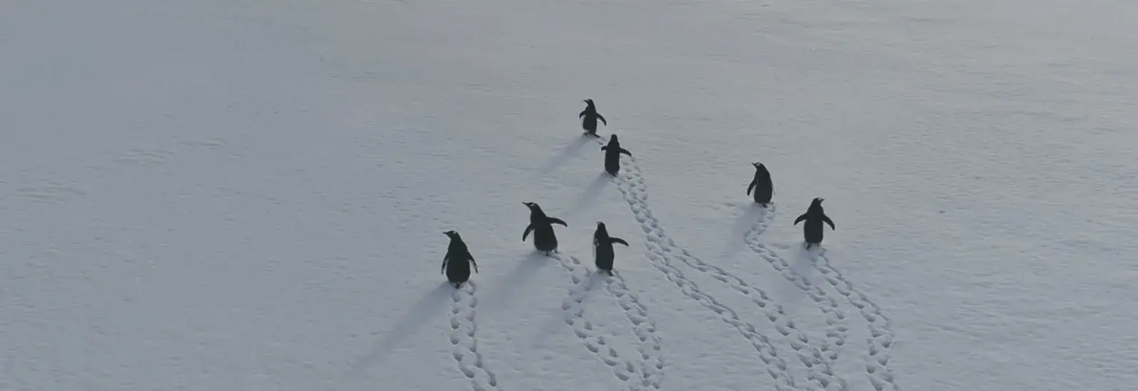 Antarctica_Soon_webBanner_blank.jpg