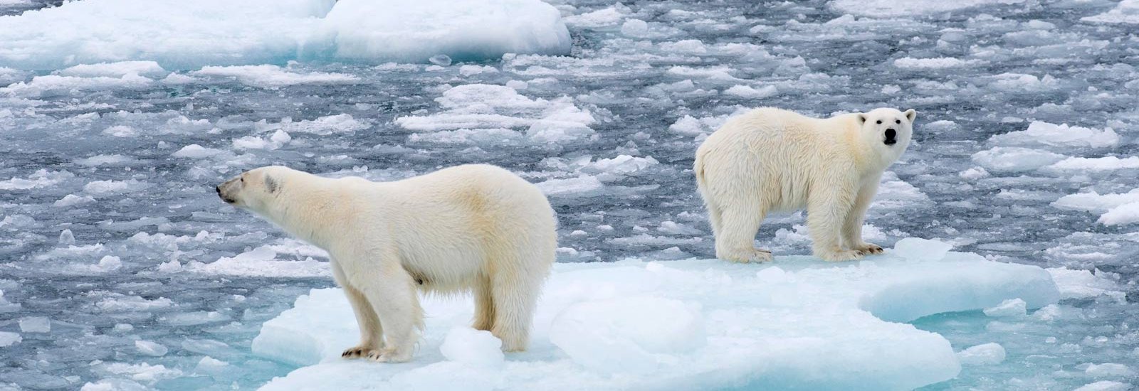 In Depth Exploration in the Land of the Polar Bear | Sea Spirit