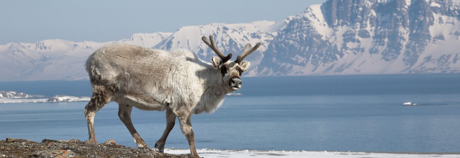 Svalbard Explorer: Best of High Arctic Norway | Ocean Explorer