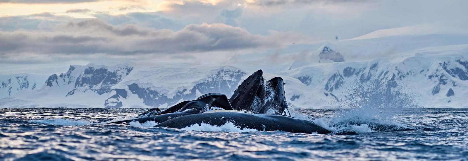 Best of Antarctica's Whale Season 26/27 | Discoverer