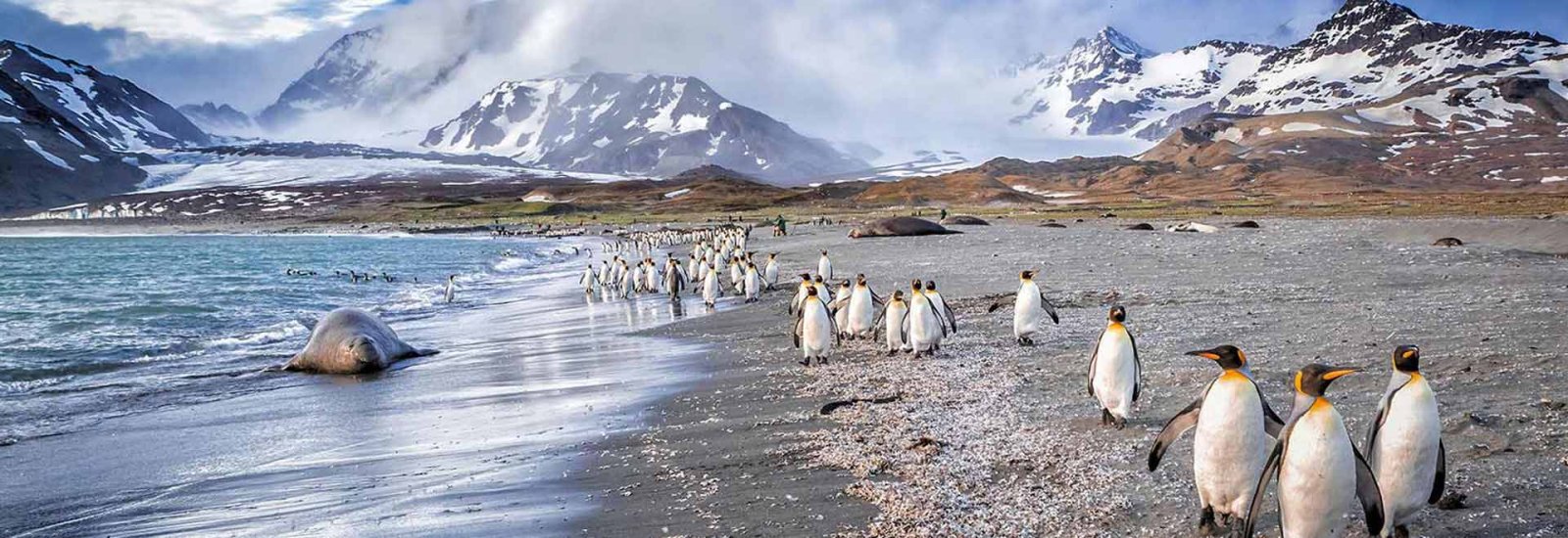 South Georgia, Falklands &amp; Antarctic Odyssey | Sylvia Earle