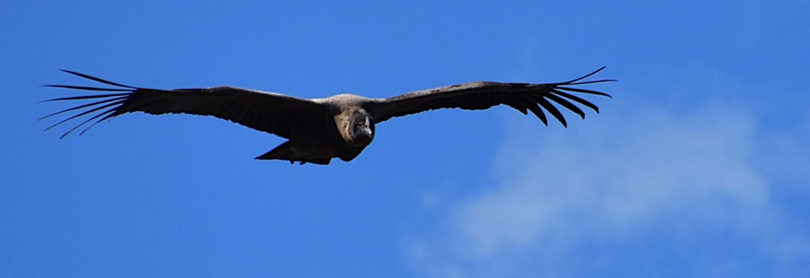 Andean condor, Argentina