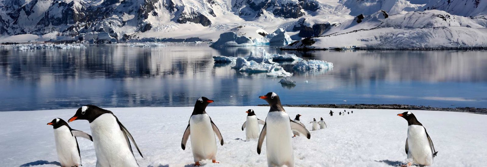 Complete Antarctica: Fly In, Sail Out | Ocean Nova