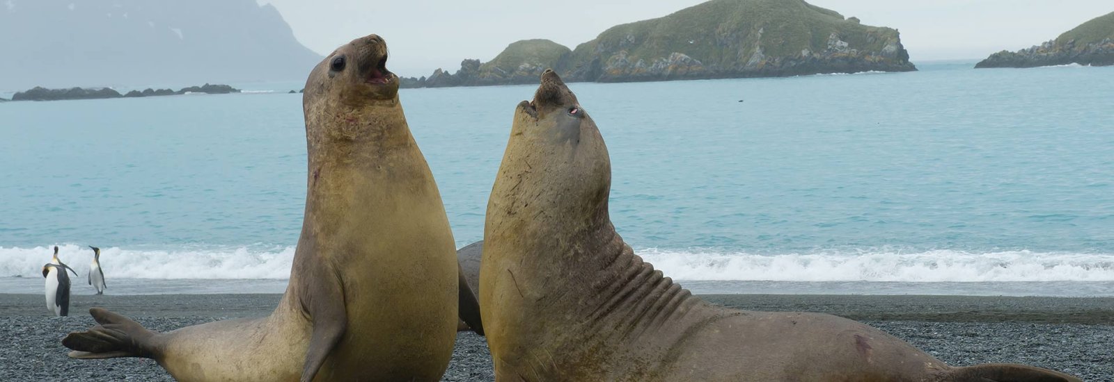 Scotia Arc: Antarctica, Falklands &amp; South Georgia | Pursuit