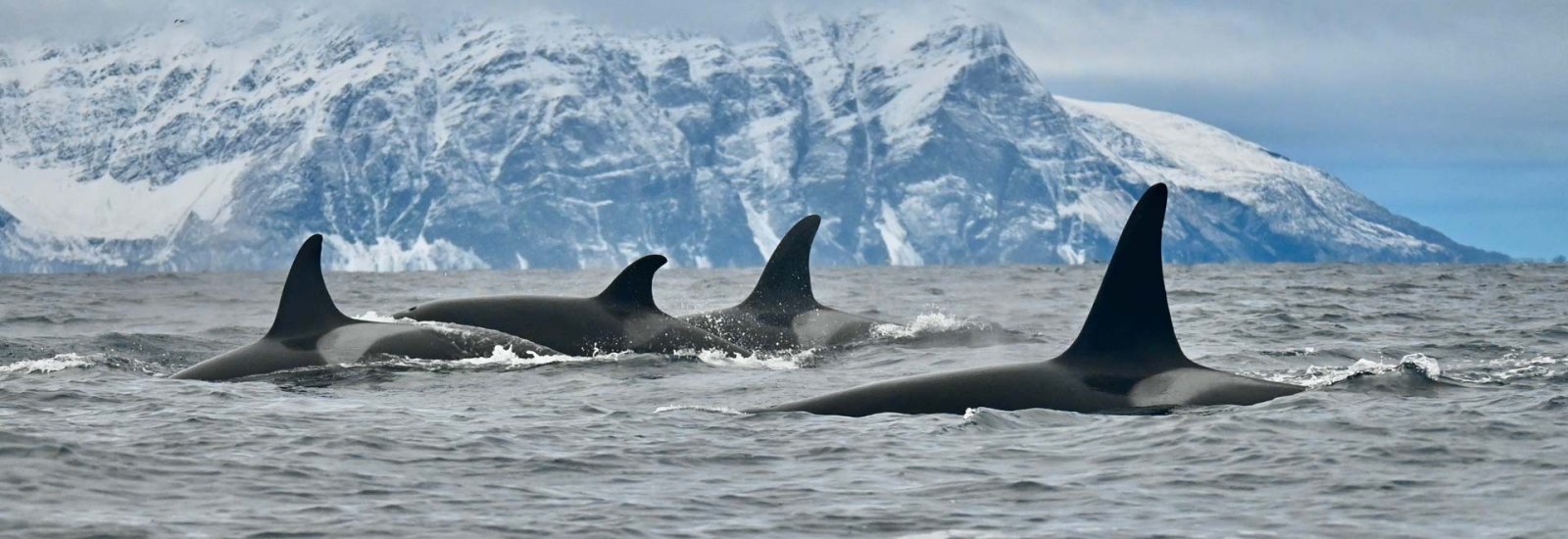 Norway &amp; Svalbard | SH Diana