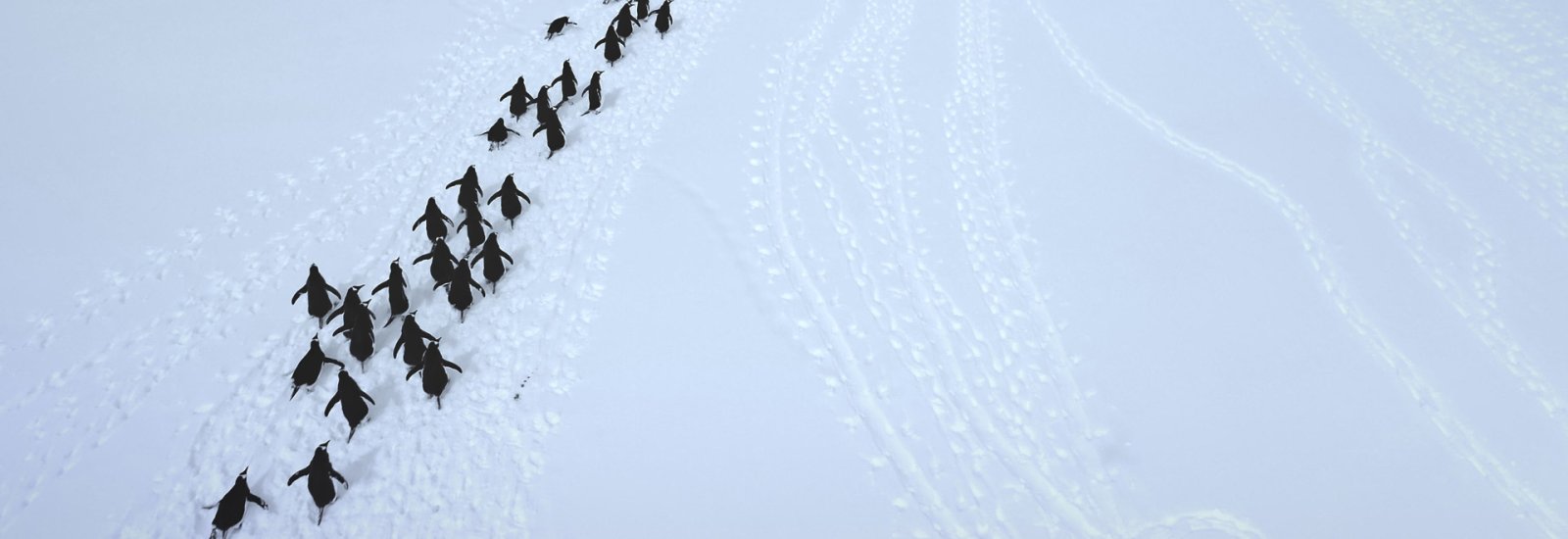 Spirit of Antarctica: New Scientist 11 days | Douglas Mawson