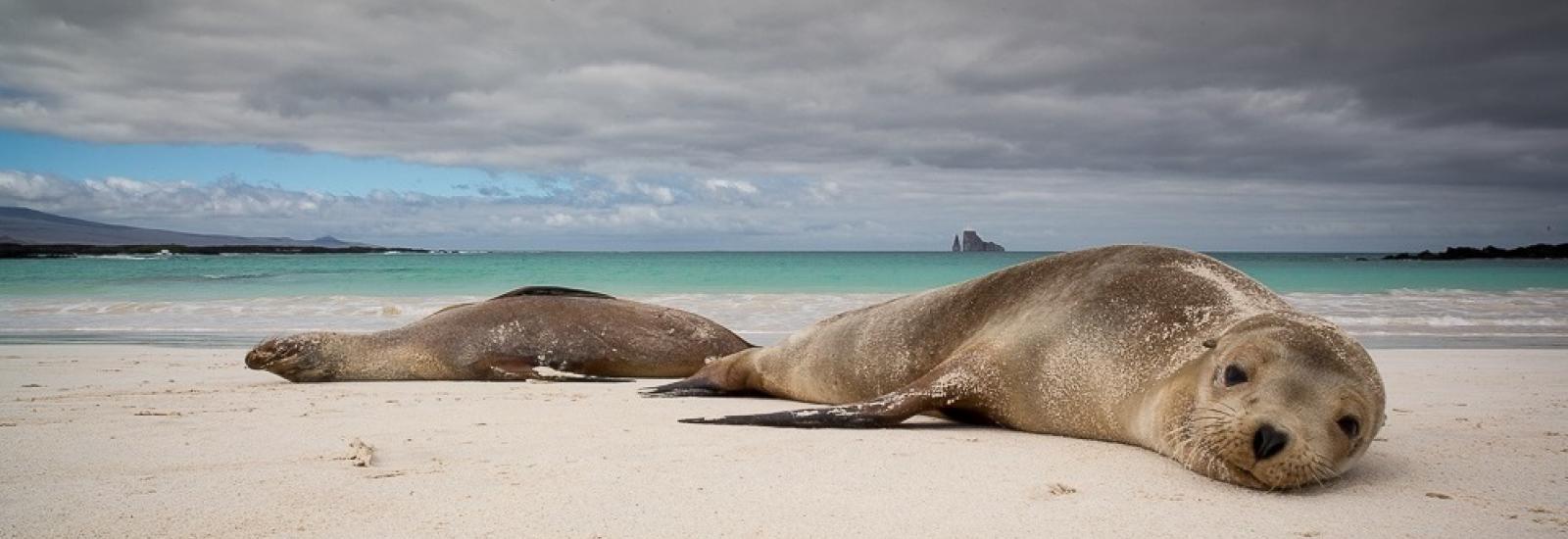 Northern and Eastern Islands Cruise | Grand Majestic