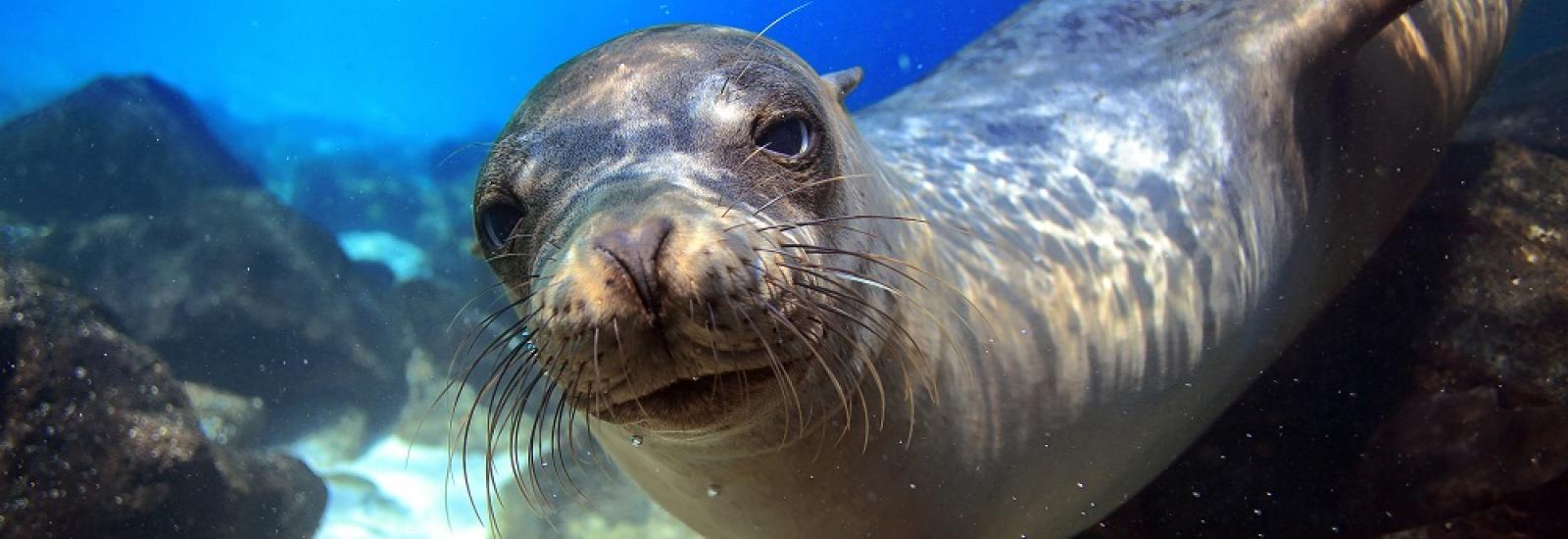 Galapagos at a Glance: Southern Islands | Grand Daphne