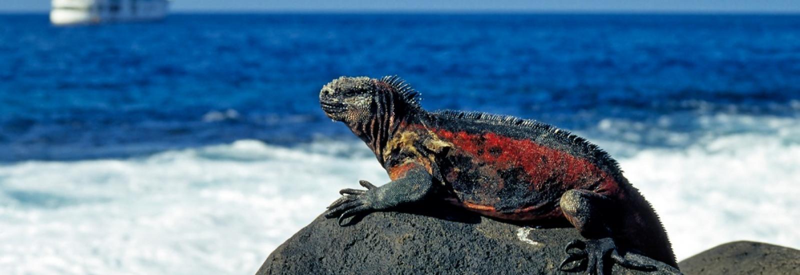 Absolute Galapagos Cruise | Grand Daphne