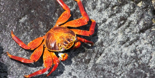 Fly Galapagos Island to Mainland
