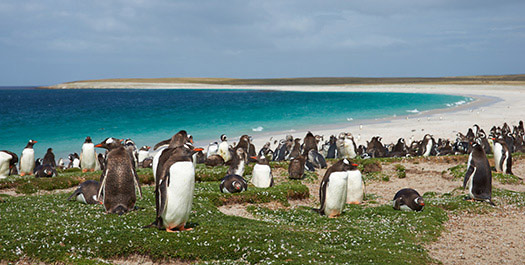 The Falklands - Day 4 & 5