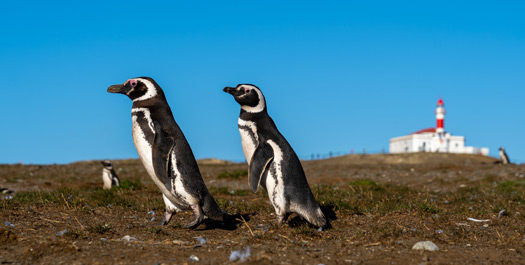 Punta Arenas, Chilean Patagonia
