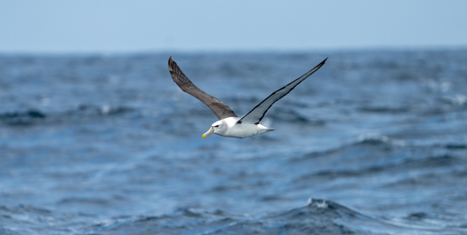 Drake Passage - Day 9 & 10