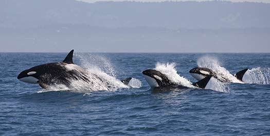 Scotia Sea - Days 11 & 12