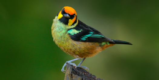 Cloud Forest and Bird Watching Excursions