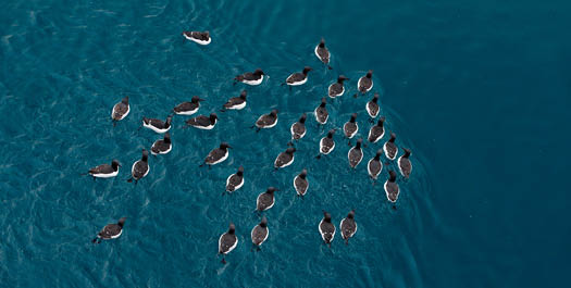 Denmark Strait