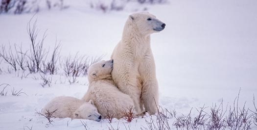 Trails of great Arctic explorers
