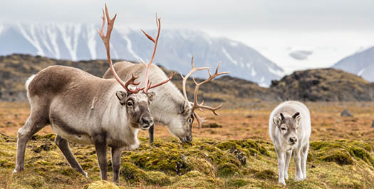 Exploration of Svalbard - Day 12 & 13