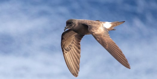 At Sea towards Norway
