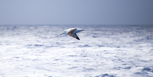 Sailing through the Denmark Strait