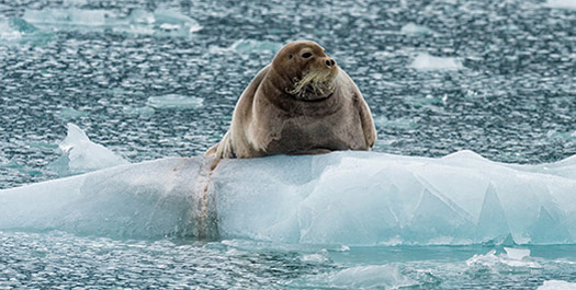 Baffin Bay Exploration