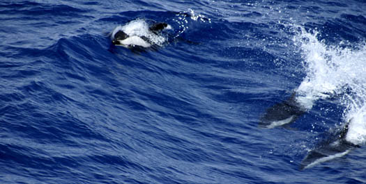 At Sea - Day 4 & 5