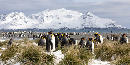 Explore Falkland Islands - Day 9 to 11