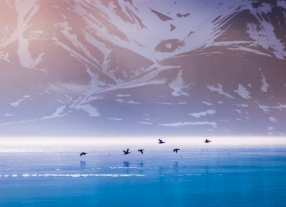 birds flying across the water with snowy mountains in the background